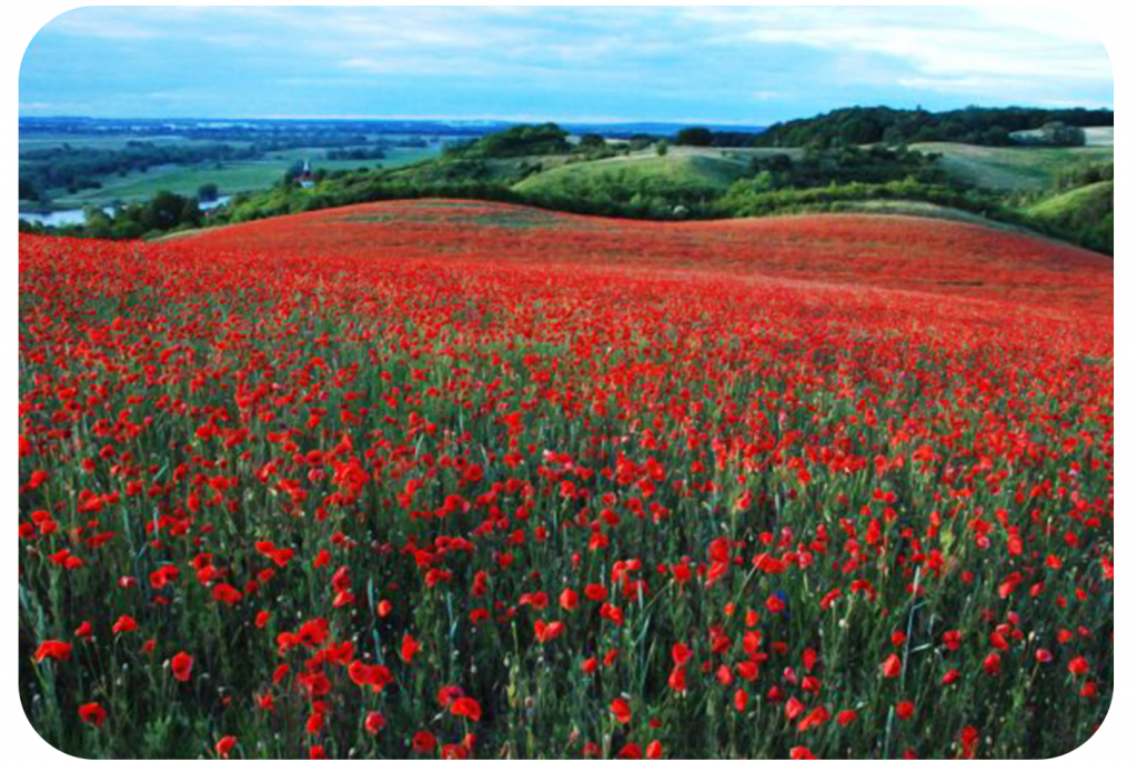 tulip Feld in Zaton Dola